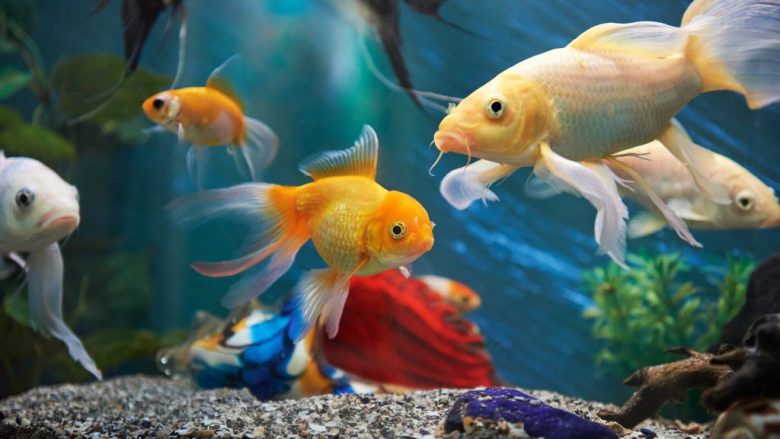 A e keni ditur që disa peshq ndryshojnë gjininë për shkak të stresit?