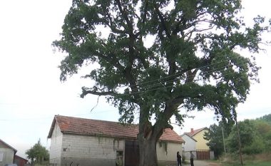 “Druri i shenjtë” në Greme të Ferizajt, banorët thonë se ushtria jugosllave e kishte si “shenjë ushtarake”