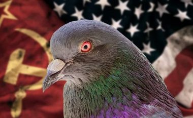 CIA shpalos misionet sekrete të pëllumbave-spiunë gjatë Luftës së Ftohtë dhe detyrat “unike” që u besoheshin gjatë operacioneve të agjencisë