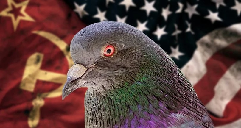 CIA shpalos misionet sekrete të pëllumbave-spiunë gjatë Luftës së Ftohtë dhe detyrat “unike” që u besoheshin gjatë operacioneve të agjencisë