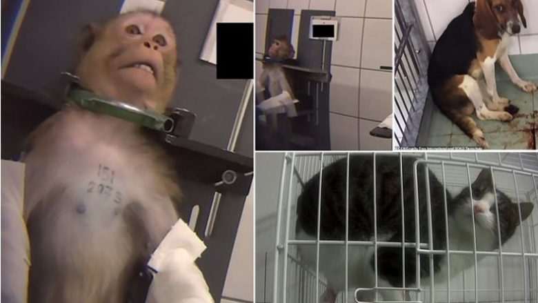Pamje që tregojnë se si keqtrajtohen kafshët në një laborator në Gjermani, ata përdoren për eksperimente të ndryshme