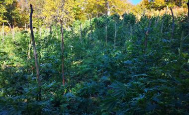 Policia gjen pesë plantacione të mbjellura me bimë narkotike në Koshare, shkatërron 4050 bimë