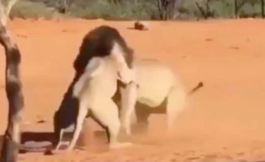 Luanët sulmojnë njëri-tjetrin në një betejë të tmerrshme, për luaneshën – një dëshmitar kap pamjet