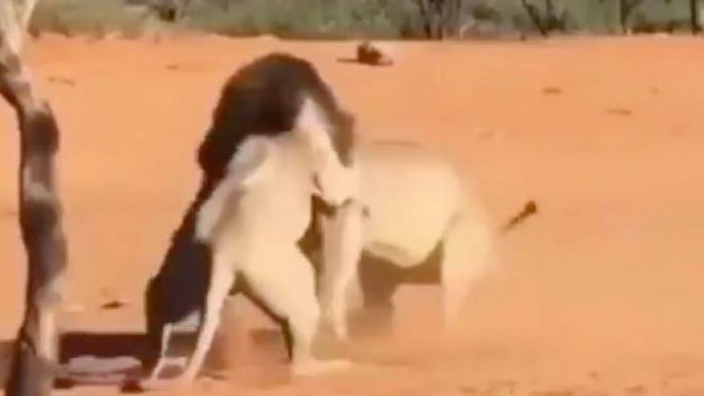Luanët sulmojnë njëri-tjetrin në një betejë të tmerrshme, për luaneshën – një dëshmitar kap pamjet