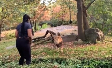 Një grua kaloi gardhin duke u futur në vendin ku gjendej një luan – pamjet që i publikoi në rrjetet sociale tregojnë se çfarë ndodhi më pas