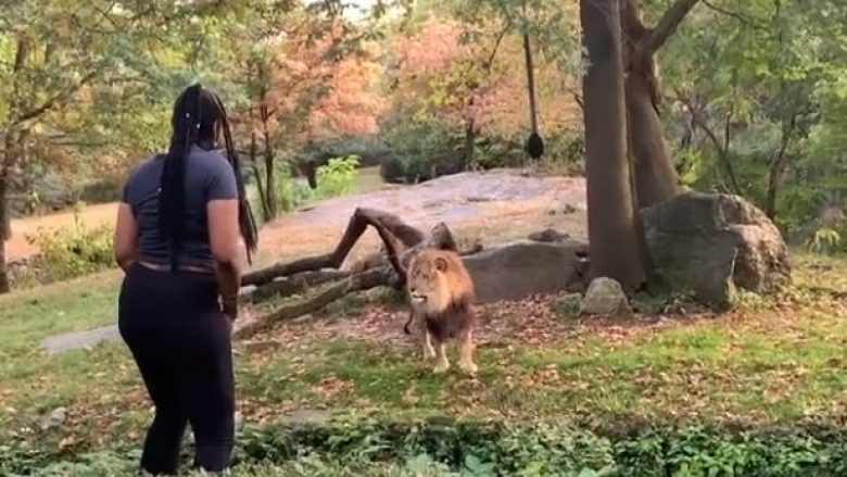 Një grua kaloi gardhin duke u futur në vendin ku gjendej një luan – pamjet që i publikoi në rrjetet sociale tregojnë se çfarë ndodhi më pas