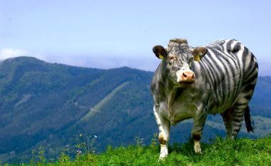 Japonezët i lyejnë lopët e zeza si zebra, për të parë si ndikon kjo te mizat
