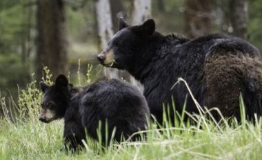 Plagosi një ari, një tjetër i sulet pas dhe vret politikanin rus