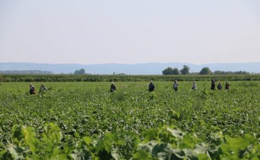 GIZ synon që edhe në Kosovë të bëhet regjistrimi elektronik i punëtorëve sezonalë bujqësorë