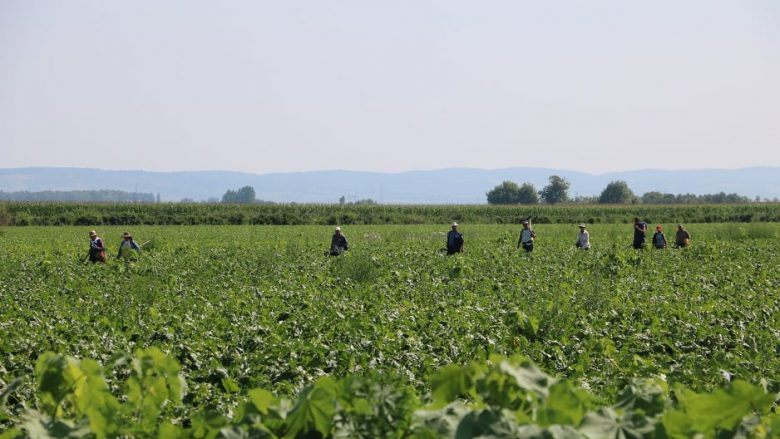 GIZ synon që edhe në Kosovë të bëhet regjistrimi elektronik i punëtorëve sezonalë bujqësorë