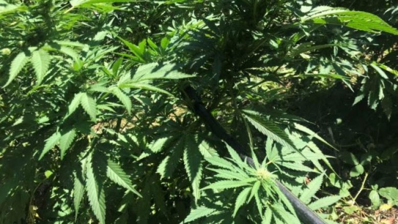 Në malet e Koshares, policia me dron zbulon dhe asgjëson 250 bimë kanabis sativa