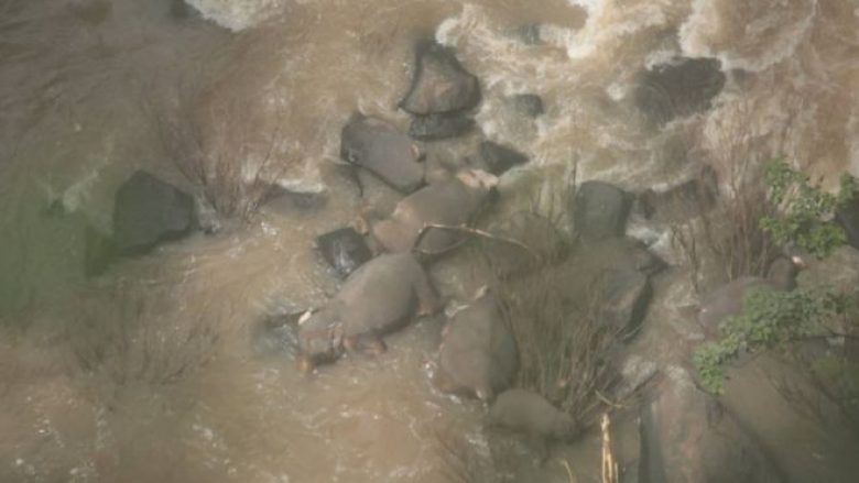 “Rënia drejt Ferrit”: Gjashtë elefantë ngordhin duke provuar të shpëtojnë njëri-tjetrin në një ujëvarë në Tajlandë