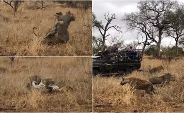 Dorëzohet para leopardit për pak kohë – por shihni se sa “trim” tregohet derri i egër kur dikush i vjen në ndihmë
