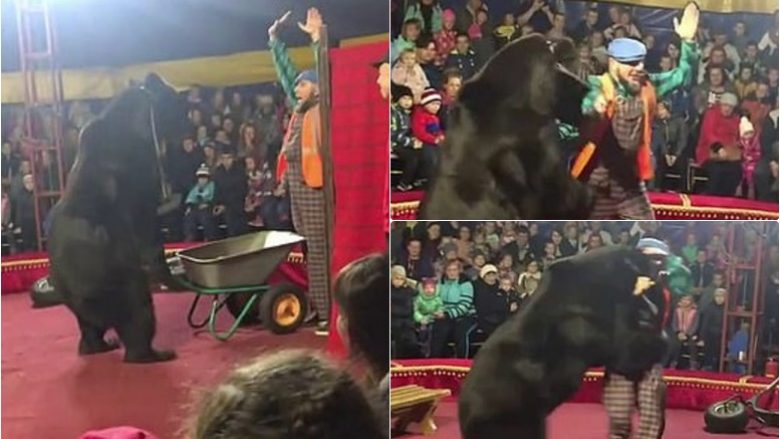Ariu i cirkut sulmon trajnerin, tmerrohen fëmijët dhe të tjerët – para se kafsha të goditet me një pajisje elektrike