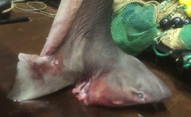 Kapet një tjetër peshkaqen 450 kilogramë në Durrës
