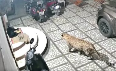 Leopardi vjedhurazi futet në oborr, sulmon qenin që po qëndronte tek shkallët e shtëpisë