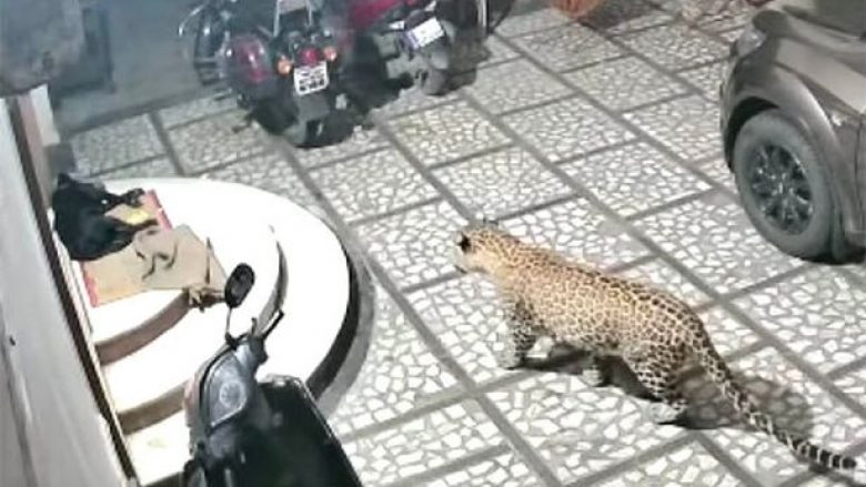 Leopardi vjedhurazi futet në oborr, sulmon qenin që po qëndronte tek shkallët e shtëpisë