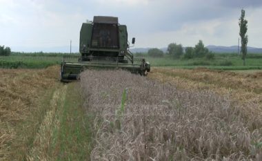 Shqiptarët s’e punojnë më tokën, INSTAT: Fermerët më pak drithëra vitin e kaluar