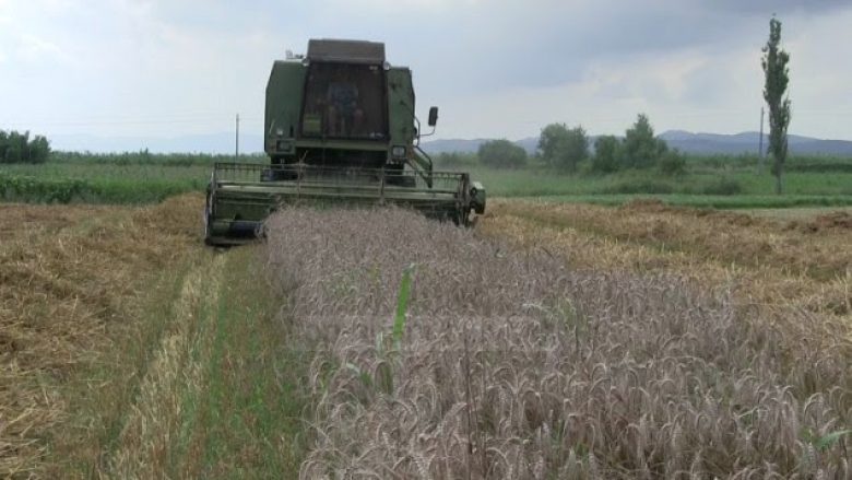 Shqiptarët s’e punojnë më tokën, INSTAT: Fermerët më pak drithëra vitin e kaluar