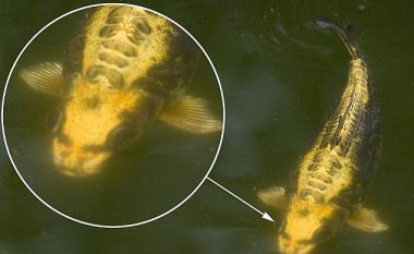 Zbulohet peshku me “fytyrë të njeriut”