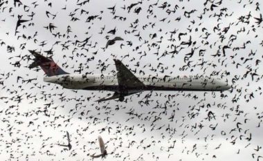 Çfarë ndodh kur aeroplani përplaset me tufën e zogjve?