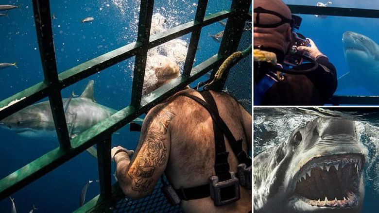 Futet me kafaz në ujë për t’i fotografuar peshkaqenët më të rrezikshëm – madje shpesh rrezikon jetën për një imazh të “përkryer”