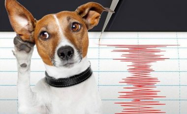 Kafshët që mund të parandjenjë tërmetet, fakte dhe shembuj që kanë ndodhur në mbarë botën