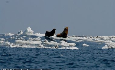 ​Shkrirja e akullit të Arktikut përhap virusin vrasës