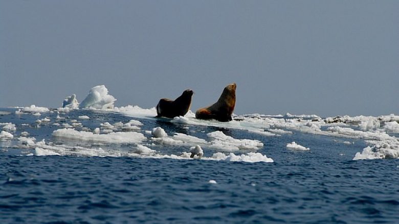 ​Shkrirja e akullit të Arktikut përhap virusin vrasës