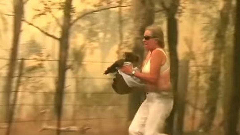 Çfarë guximi! Gruaja rrezikon jetën për të shpëtuar një koala nga zjarret në Australi
