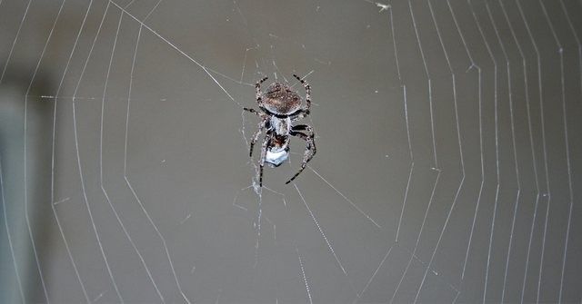 Experts share why you should never kill spiders in the house