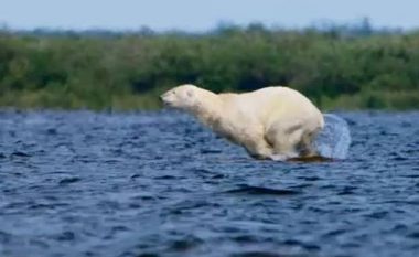 Ariu polar kapi një balenë të vogël, eksperti i kafshëve beson se ky veprim u bë shkaku i ndryshimit të ambientit prej ngrohjes globale