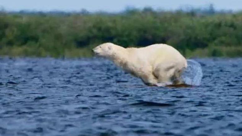 Ariu polar kapi një balenë të vogël, eksperti i kafshëve beson se ky veprim u bë shkaku i ndryshimit të ambientit prej ngrohjes globale