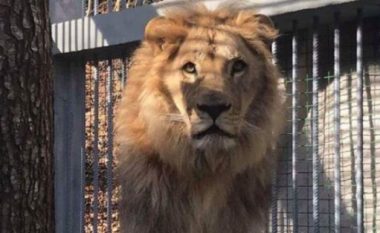 Koci: Luani i cili po mbahet i mbyllur në një kafaz në Zhegër, është futur ilegalisht në Kosovë – të konfiskohet