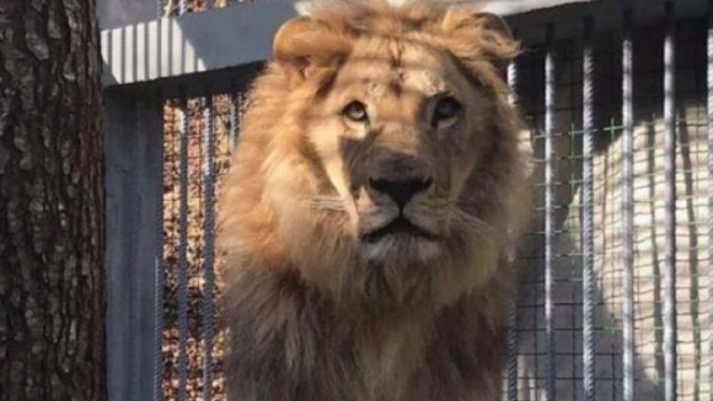 Koci: Luani i cili po mbahet i mbyllur në një kafaz në Zhegër, është futur ilegalisht në Kosovë – të konfiskohet