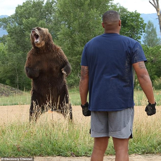 Медведь силен и. Сильный медведь. Медведь бурый с человеком. Гризли и человек.