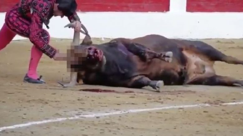 Pamje të tmerrshme: Matadori kapet duke e goditur vazhdimisht demin me thikë në kokë