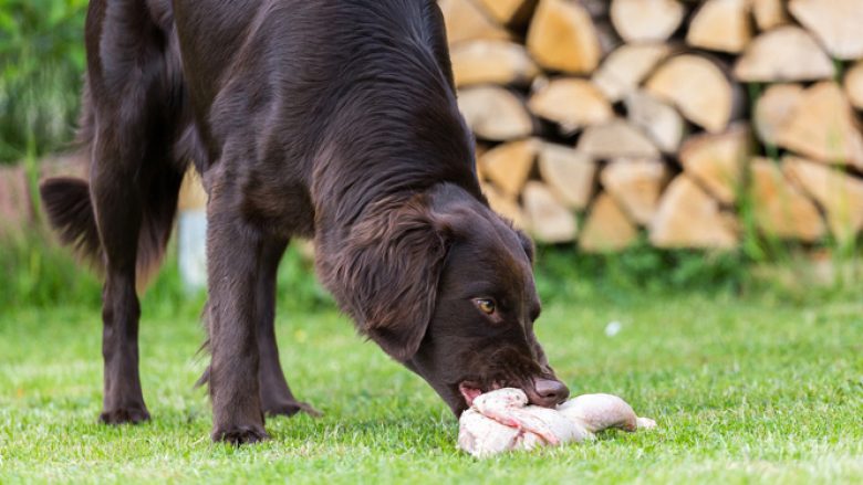 A bën të hajë qeni mish të pazier pule?