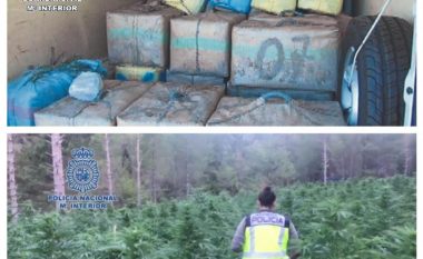 Policia spanjolle zbulon plantacion gjigant të marihuanës, arrestohen gjashtë shqiptarë