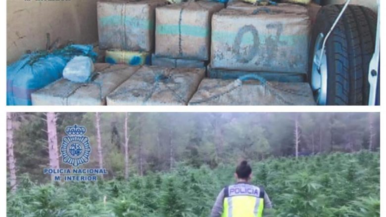 Policia spanjolle zbulon plantacion gjigant të marihuanës, arrestohen gjashtë shqiptarë