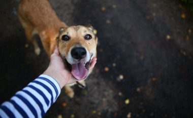 Veterinerët këshillojnë: Kjo është mënyra më e mirë që të vendosni kontakt me qenin e panjohur