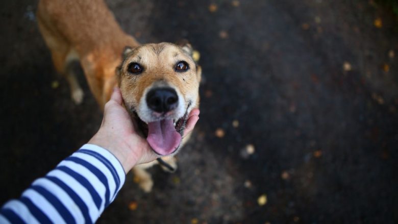 Veterinerët këshillojnë: Kjo është mënyra më e mirë që të vendosni kontakt me qenin e panjohur