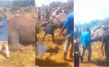 Pamjet tmerruese tregojnë se si elefanti u rrah nga një turmë në Kenia, gjë që çoi në ngordhjen e tij
