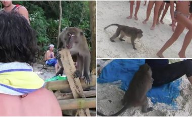 Keni parë majmunë të dhunshëm? Pamje që tregojnë se si ata i sulmojnë turistët në një plazh në Tajlandë!