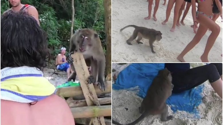Keni parë majmunë të dhunshëm? Pamje që tregojnë se si ata i sulmojnë turistët në një plazh në Tajlandë!