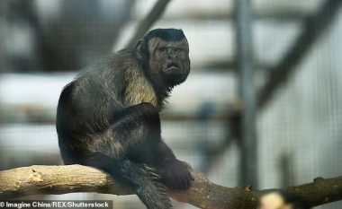 Njihuni me majmunin që ka “fytyrë njeriu”, i cili po e ka problem t’a gjejë “dashurinë e jetës”