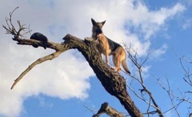 Ndjekë macen, qeni përfundon në degën e një peme katër metra – zjarrfikësit intervenojnë për ta zbritur në tokë