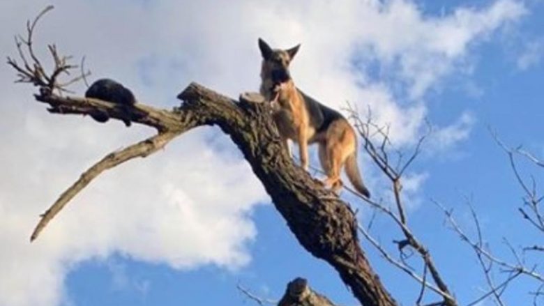 Ndjekë macen, qeni përfundon në degën e një peme katër metra – zjarrfikësit intervenojnë për ta zbritur në tokë