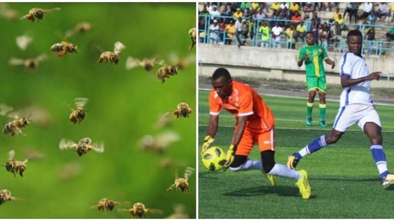 ​Ndeshja e futbollit u ndërpre në Tanzani pasi tufa e bletëve sulmoi lojtarët