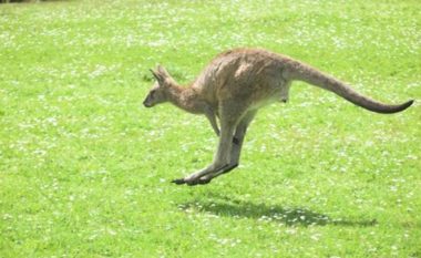 Temperaturat në Australi arrijnë në 42 gradë, kanguri futet në pishinën e një familje për t’u freskuar